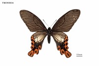 藏品(臺灣寬尾鳳蝶)的圖片